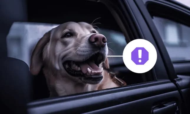 Como Transportar Pets no Carro: Principais Cuidados